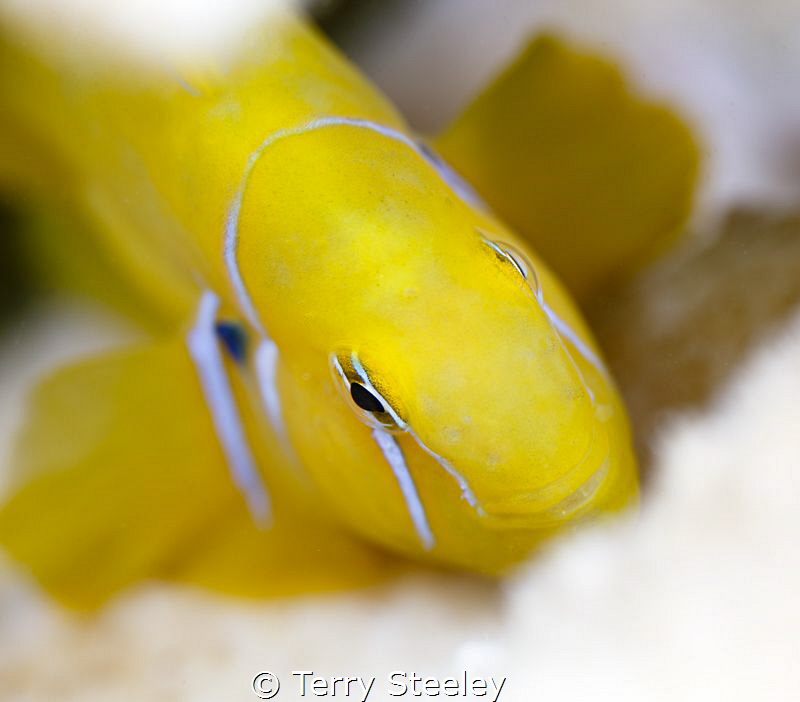 Playing peek-a-boo with a Citron Goby. by Terry Steeley 