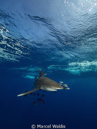 Oceanic White Tip Shark at Elphinstone by Marcel Waldis 