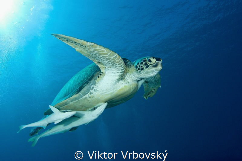 Green Sea Turtle (Chelonia mydas) and her fanclub (Remora... by Viktor Vrbovský 