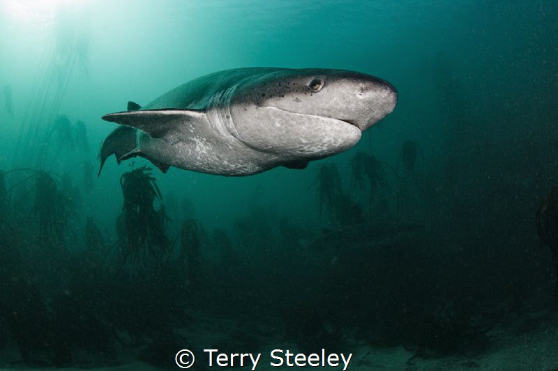 Wonderfully prehistoric, the Broadnose Sevengill Shark is... by Terry Steeley 