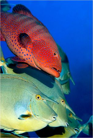 Grouper and Unicornfish, taken in Ras Mohammed last June.... by Jean-Philippe Trenque 