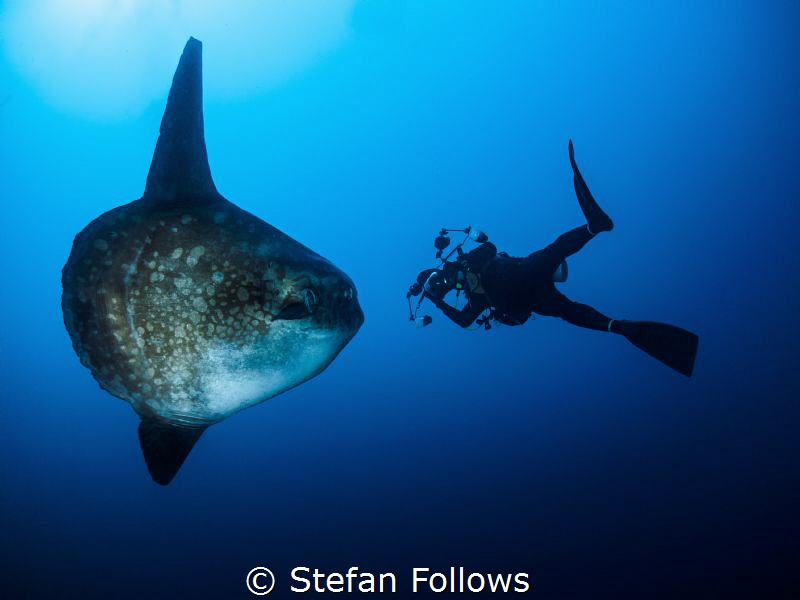 Epic ... ! Southern Ocean Sunfish - Mola ramsayi. Mimpang... by Stefan Follows 