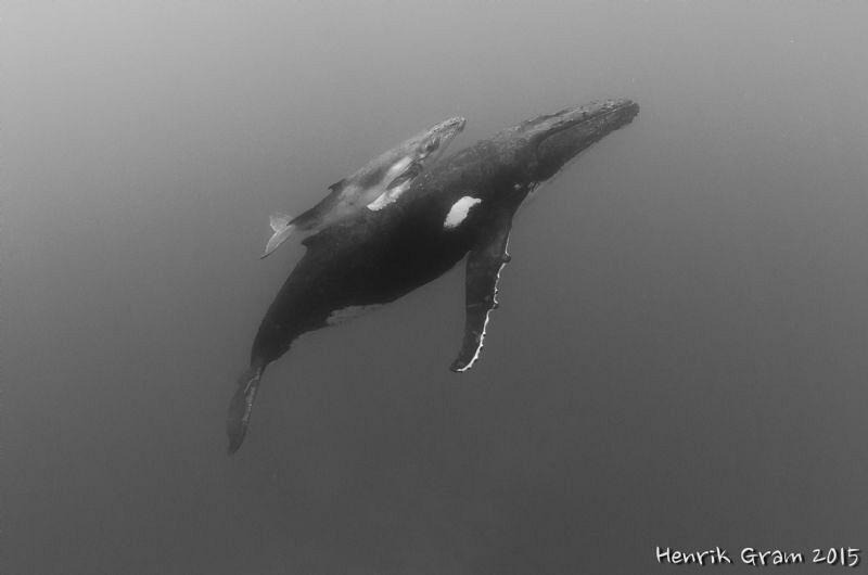 Southern Humpback whale with calf by Henrik Gram Rasmussen 