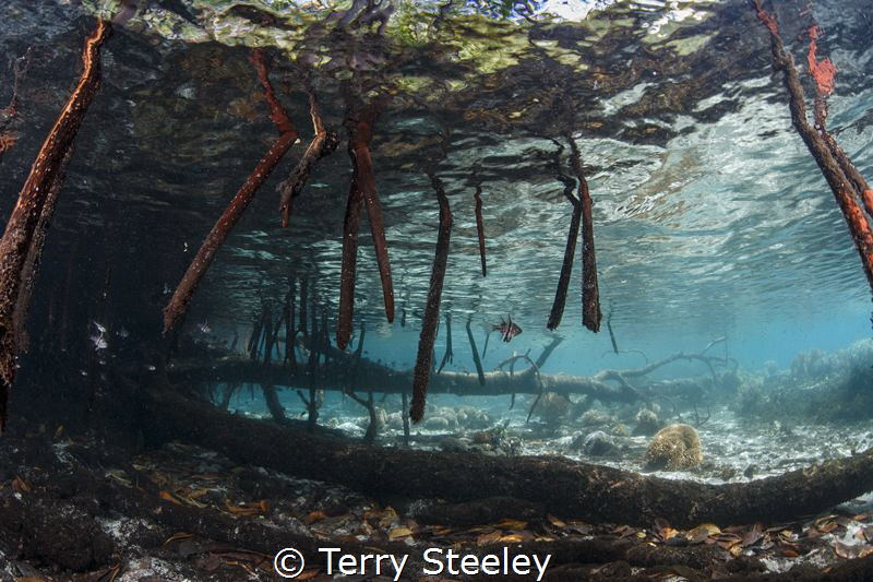 'The Passage'. by Terry Steeley 