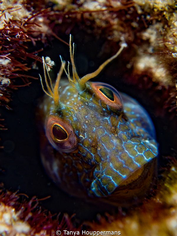 Muppet
I love photographing these little blennies! Their... by Tanya Houppermans 
