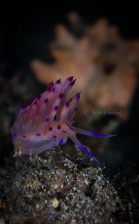 Flabellina Rubrolineata by Taco Cheung 