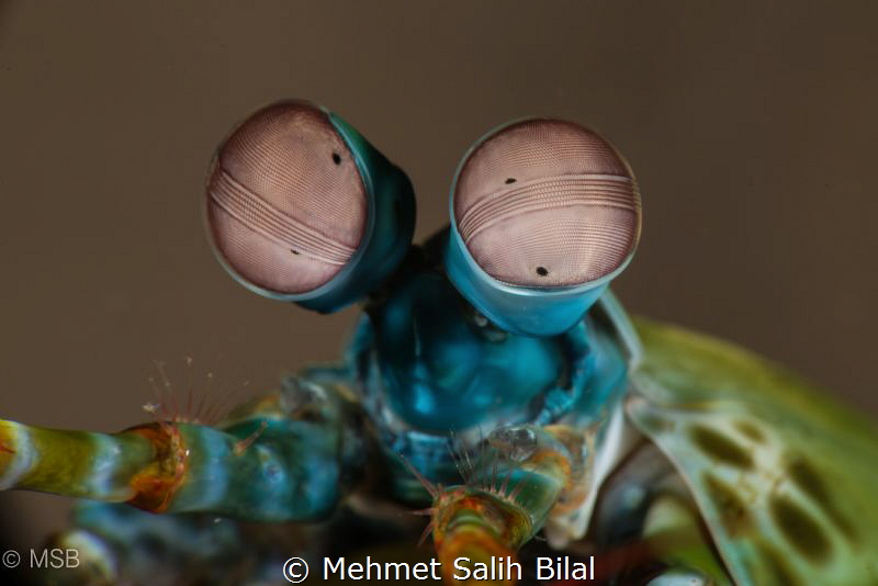 Mantis shrimp eyes. by Mehmet Salih Bilal 