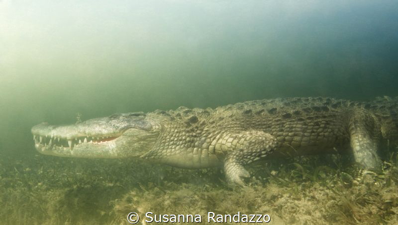 get close to American crocodile by Susanna Randazzo 