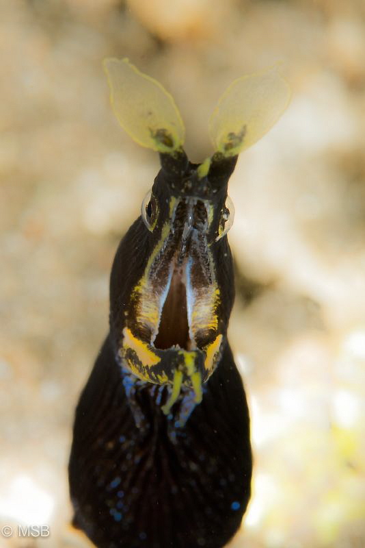 Juvenile ribbon eel. by Mehmet Salih Bilal 