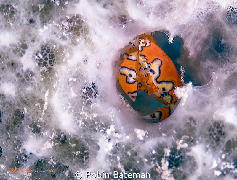 "Perfect Fit"  Gaudy Clown Crabs seem to like Grand Cayma... by Robin Bateman 