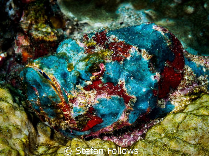 The Blues. Devil Scorpionfish - Scorpaenopsis diabolus. B... by Stefan Follows 