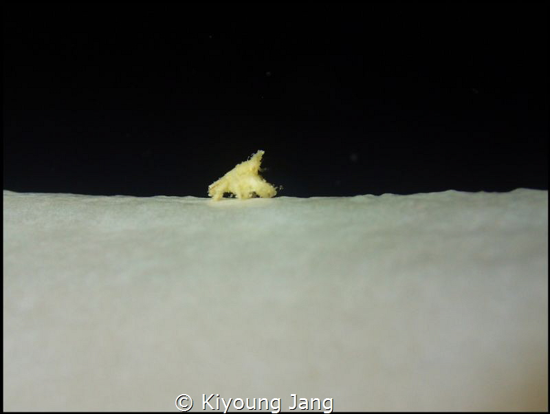 Not a  Polar bear, this is a crab. by Kiyoung Jang 