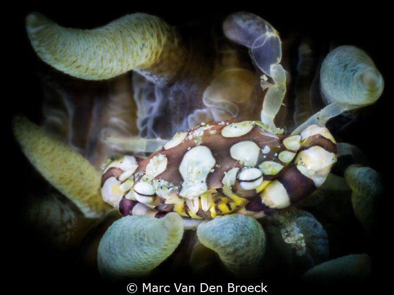 crab tentacles by Marc Van Den Broeck 