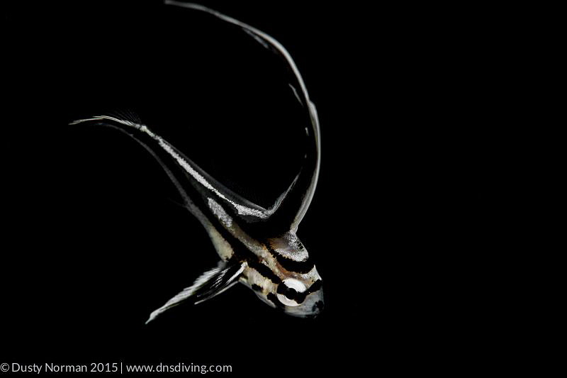 "Black Hat"
A Juvenile High Hat on a black background. by Dusty Norman 