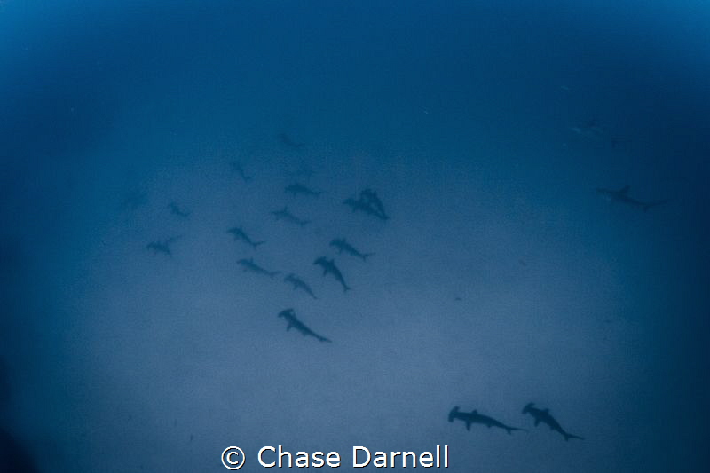 "The Armada"
A big school of Hammerheads passes undernea... by Chase Darnell 
