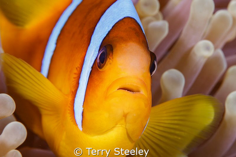 All the world loves a clownfish. by Terry Steeley 