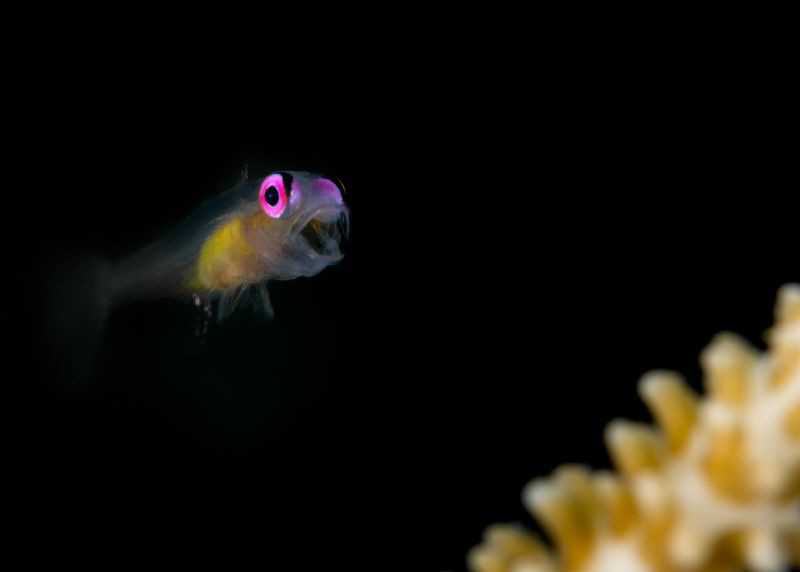 Pink eyed yawn / Pink eye goby (Bryaninops natans) by James Deverich 