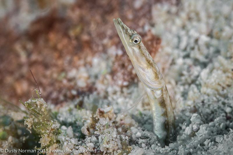"Sand Dragon"
A Pyke Blenny showing his face. by Dusty Norman 