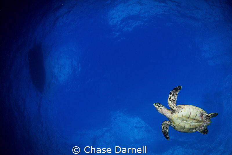 "Sky Flying"
I love interacting with Turtles mid water. ... by Chase Darnell 