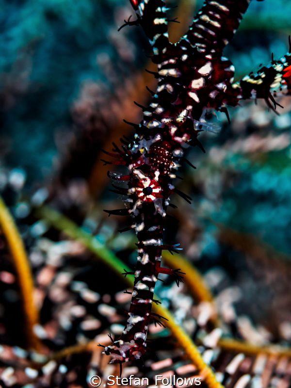 Gangling. Ornate Ghost Pipefish - Solenostomus paradoxus.... by Stefan Follows 