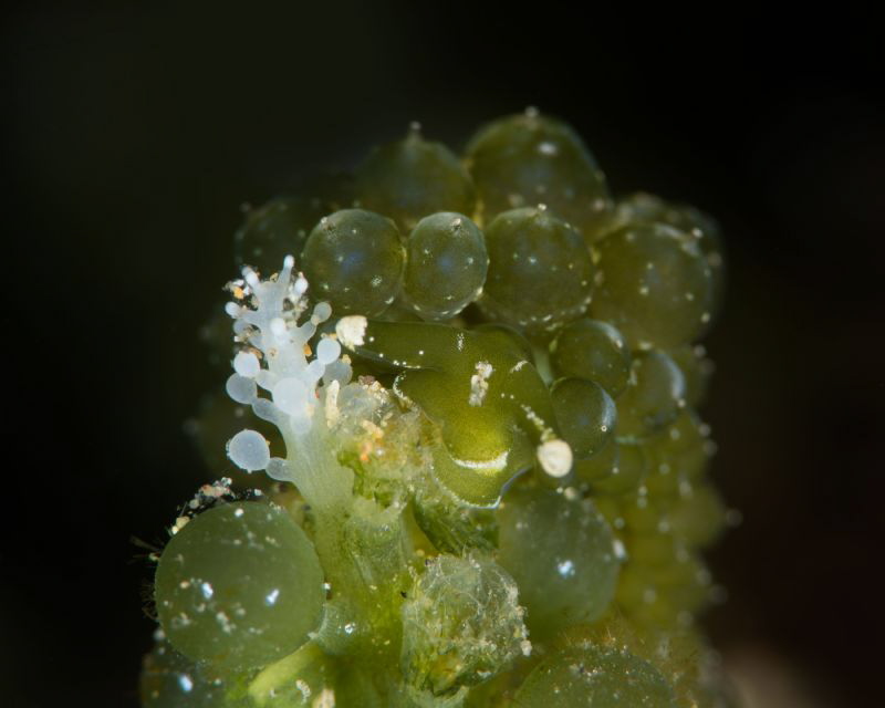 Stiliger smaragdinus / Feeding on bubble algae by James Deverich 