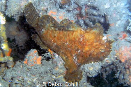 Striate Anglerfish Chowder Bay Sydney by Debra Cahill 