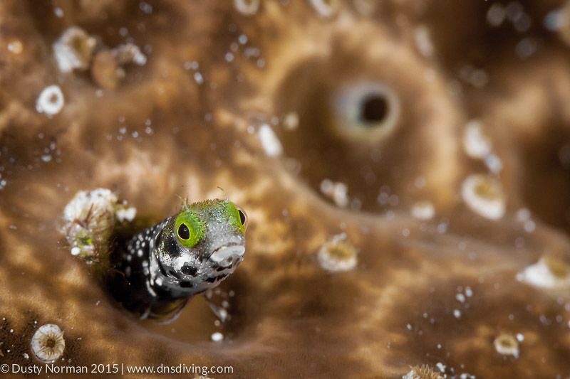 "Freeze Face"
A Secretary Blenny comes out to inspect th... by Dusty Norman 