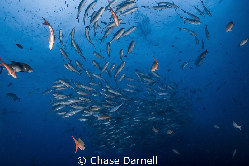 "Follow the Leader"
A big school of Jacks dancing out in... by Chase Darnell 