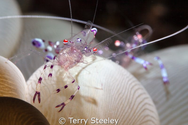 Bubble coral shrimps nestling in the bubble coral. by Terry Steeley 