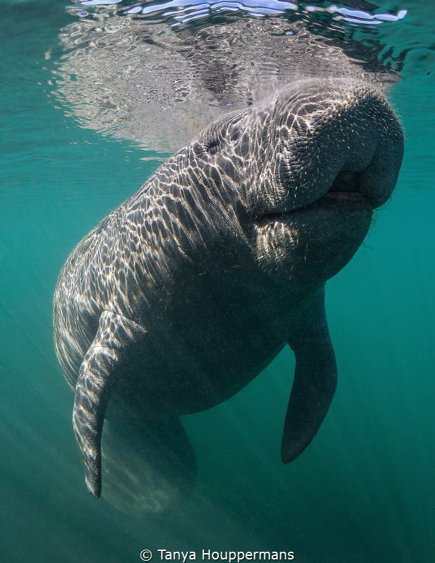 Looking At The Bright Side
A manatee in Crystal River, F... by Tanya Houppermans 