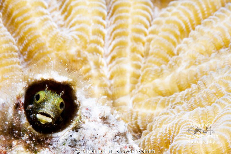 "Hi! I'm really cute!"

A blenny peeks out from its hom... by Susannah H. Snowden-Smith 