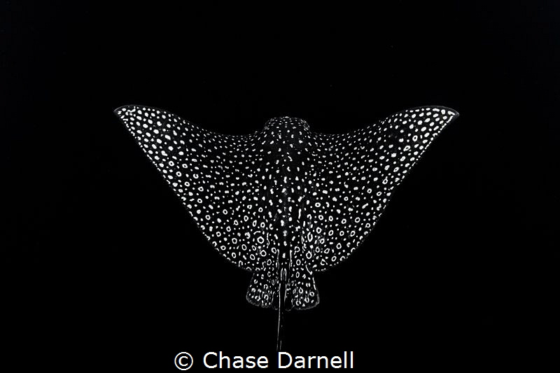 "Spread Your Wings"
This Eagle Ray let me get so close t... by Chase Darnell 