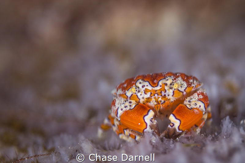 "Clownin"
A Gaudy Clown Crab stays out in the open for a... by Chase Darnell 