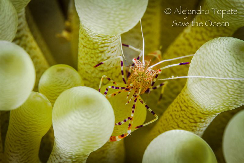 Fantasy Shrimp, Bonaire Island by Alejandro Topete 