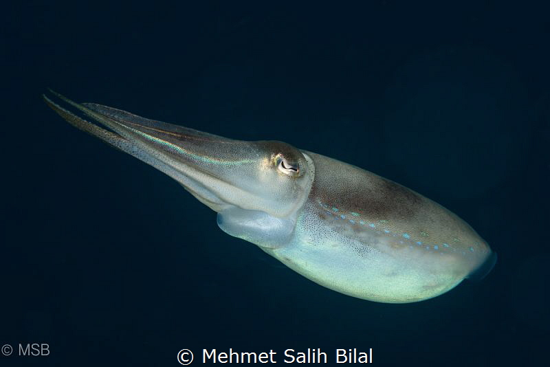 Same cuttlefish. by Mehmet Salih Bilal 
