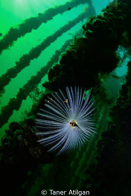 Close focus tube worm from a mussel farm - Zeeland by Taner Atilgan 