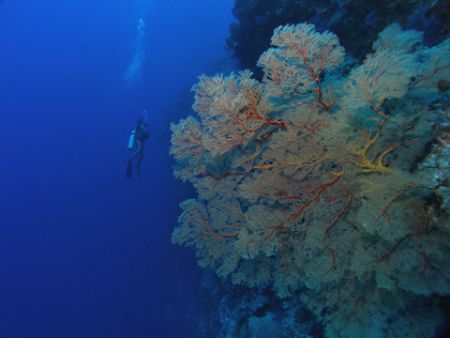 Giant Gorgonian Fans on Tubbataha Reef make divers look v... by Christine Hamilton 