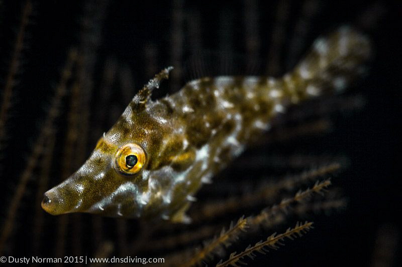 "Speckled"
A Slender File Fish on a dark background. by Dusty Norman 