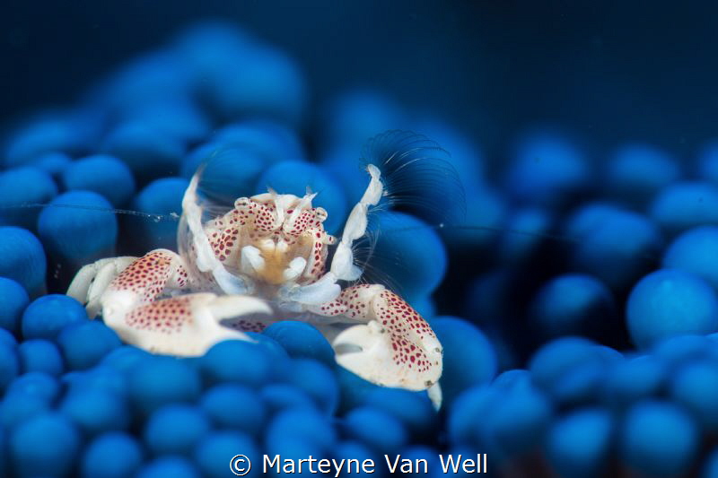 H A P P Y!   A little porcelain crab on an unusual blue a... by Marteyne Van Well 