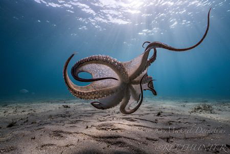 A beautiful Octopus by Michael Dornellas 