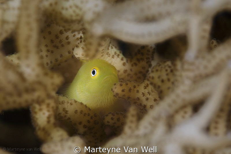 A bearded yellow goby by Marteyne Van Well 