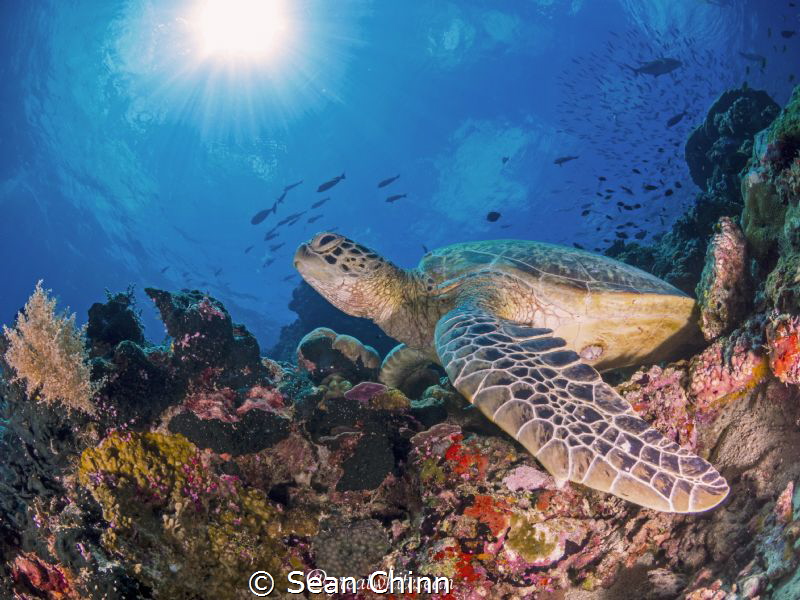 Sunbathing Green Sea Turtle in Sipadan by Sean Chinn 