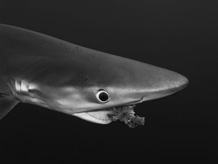Hungry blue shark! by Pieter Firlefyn 