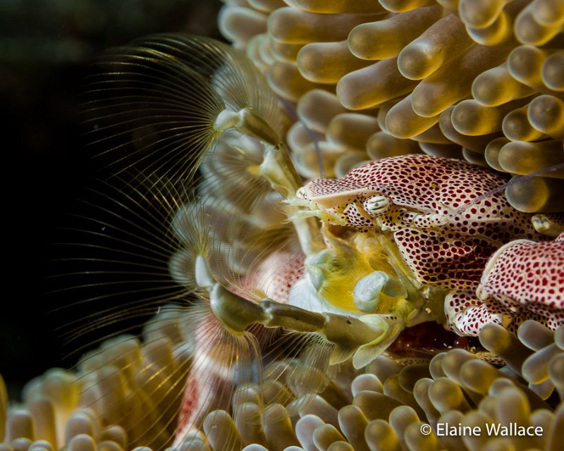 Porcelain crab filtering. by Elaine Wallace 