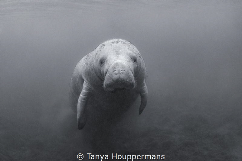 Monochrome Manatee
A lone manatee in Crystal River, Florida by Tanya Houppermans 