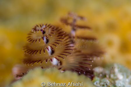 Christmas tree worm close up with a narrow depth of field. by Behnaz Afsahi 