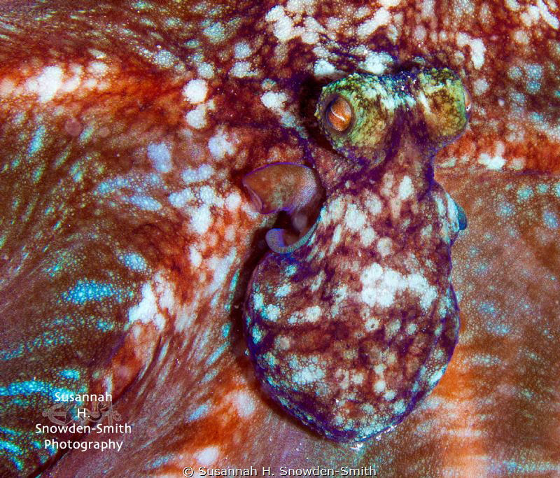 Night Octopus! I came across this octopus on a night dive... by Susannah H. Snowden-Smith 