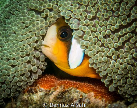 This little clownfish was very protective of his eggs lai... by Behnaz Afsahi 