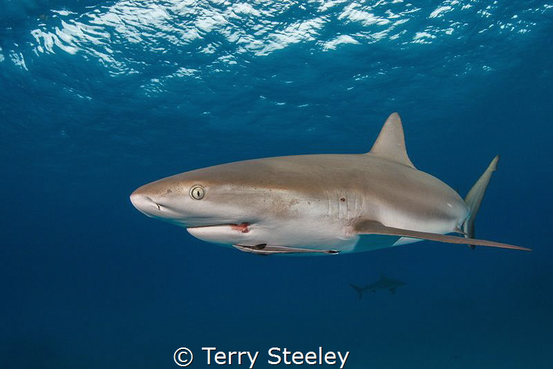 Caribbean reef shark cruises the ocean's surface. by Terry Steeley 