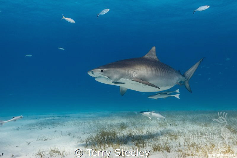 Tiger shark encounters @ Fish Tales, Bahamas by Terry Steeley 